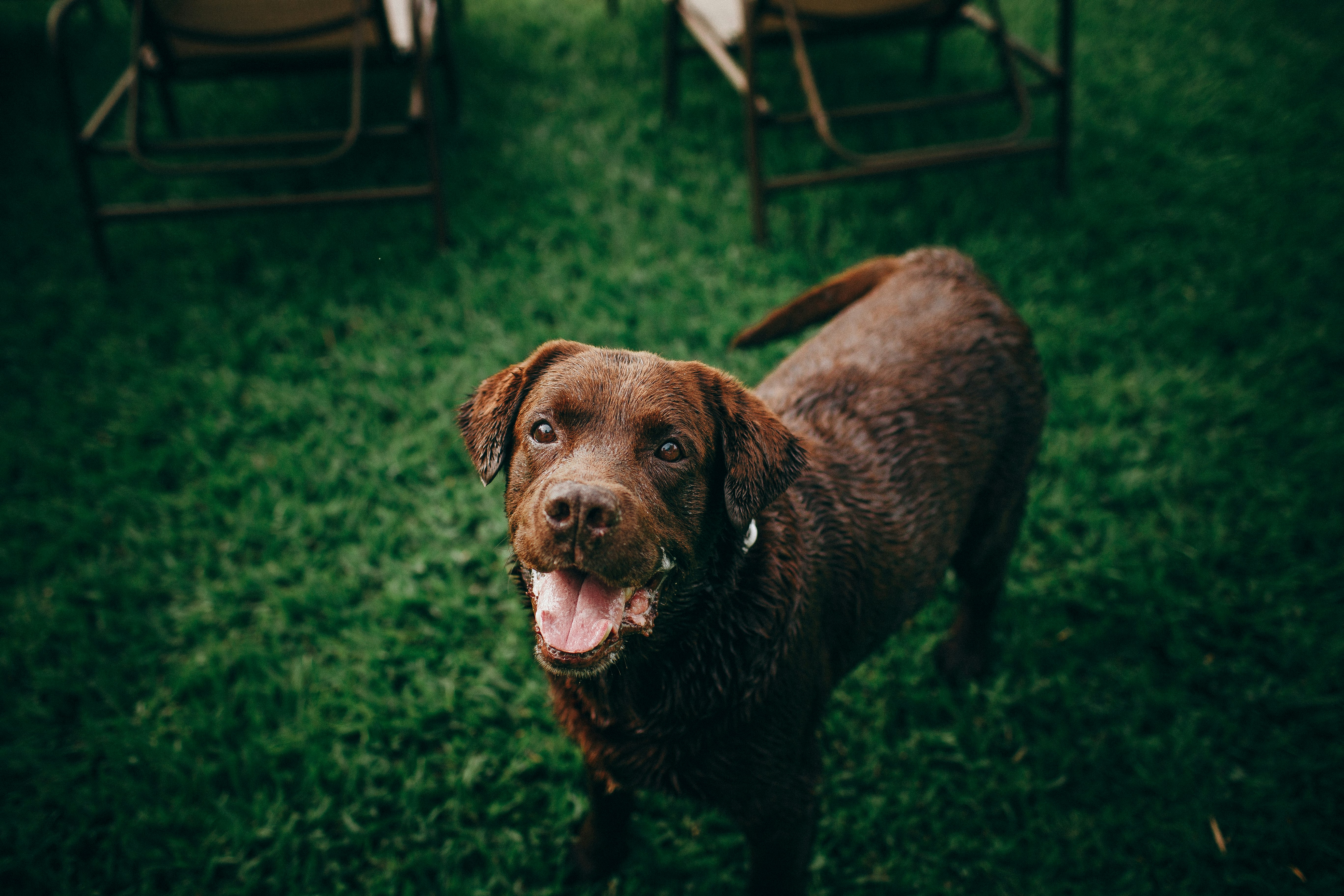 brown short coated dog on green grass during daytime